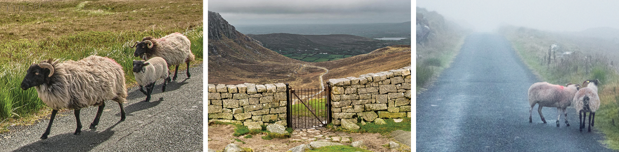 Sheep walking on narrow road, narrow gate and sheep standing on the side of a foggy road.